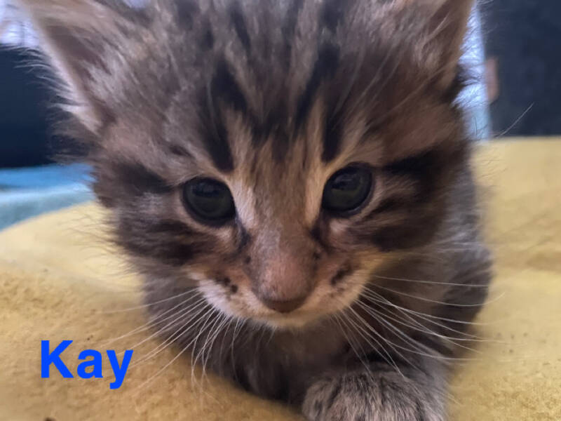 Noorse Boskat kitten