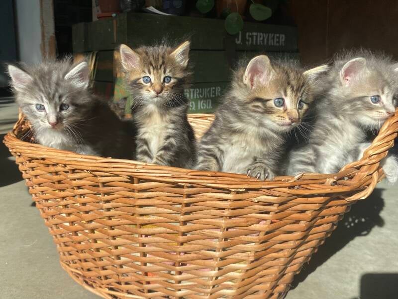Noorse Boskat kittens