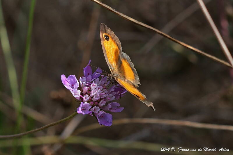 Maçanet de la Selva, E, 2014