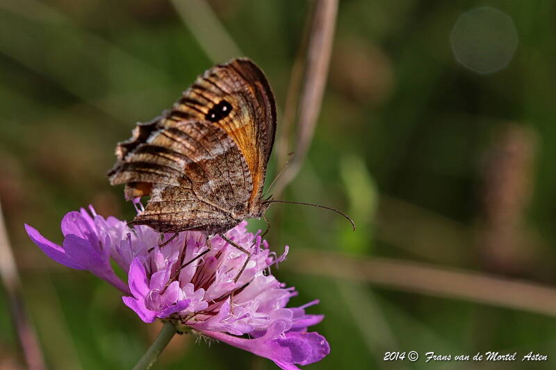 Maçanet de la Selva, E, 2014