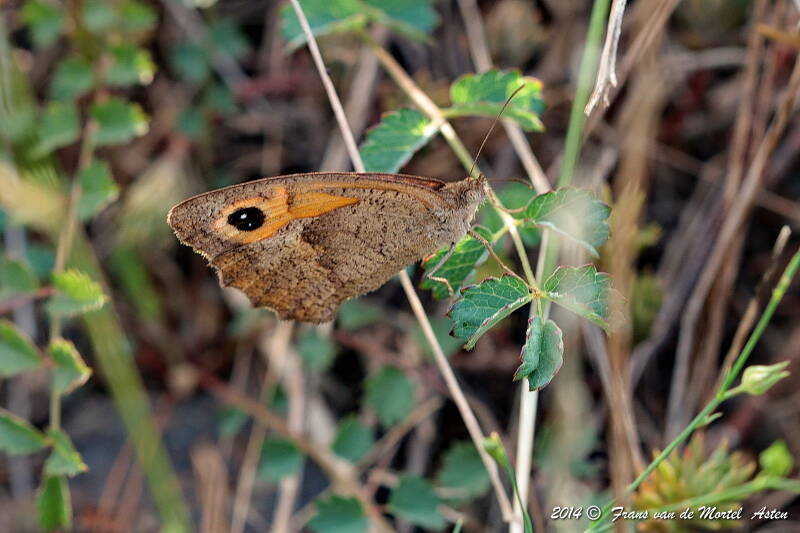 Maçanet de la Selva, E, 2014