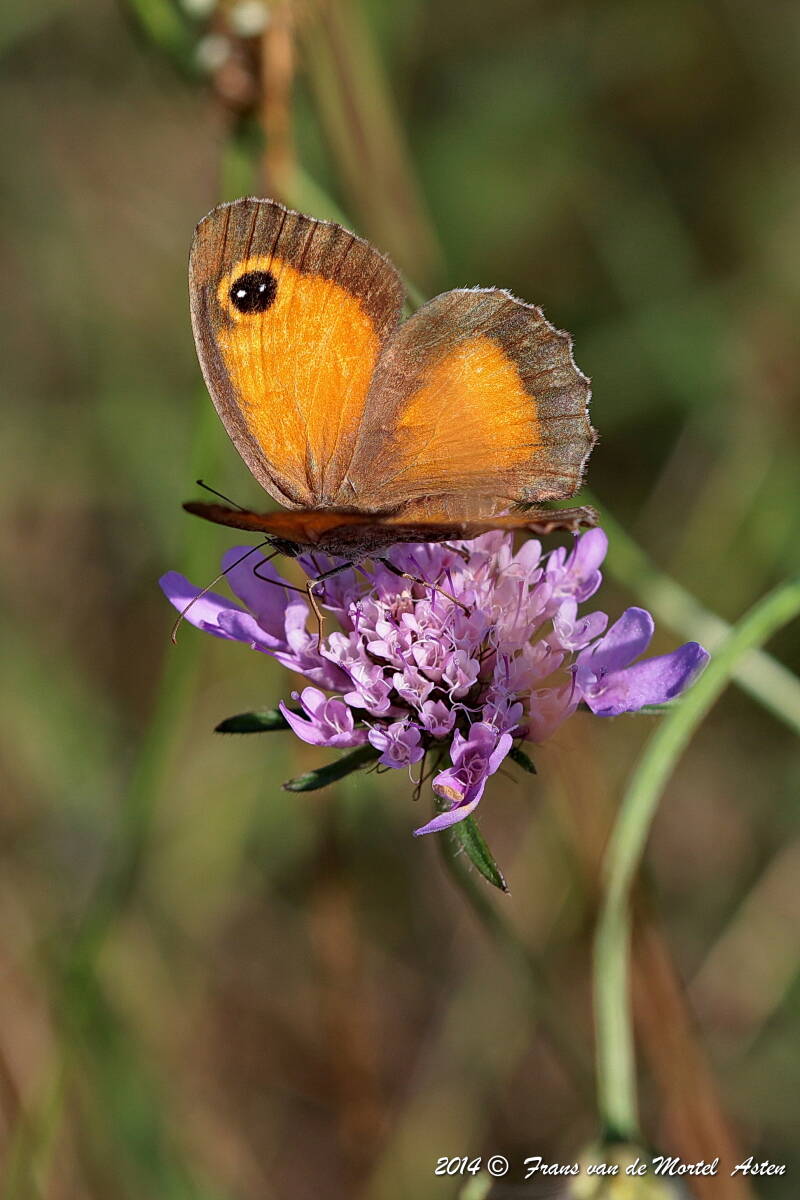Maçanet de la Selva, E, 2014