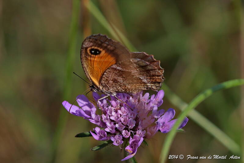 Maçanet de la Selva, E, 2014