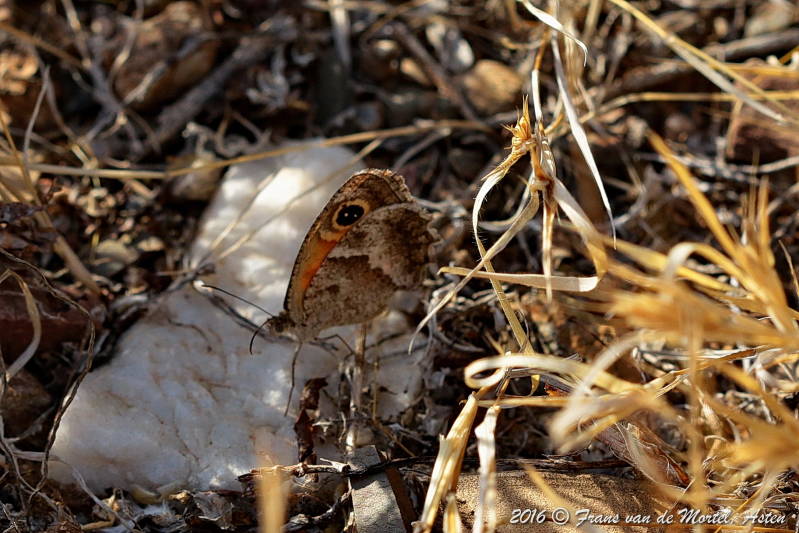 La Cala de Mijas, E, 2016