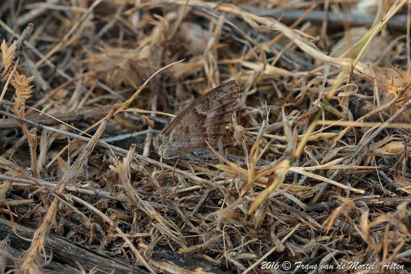 La Cala de Mijas, E, 2016