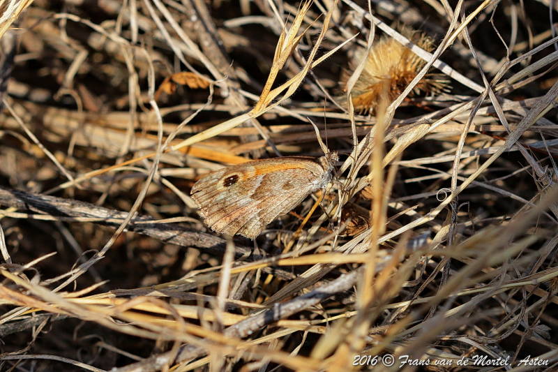La Cala de Mijas, E, 2016