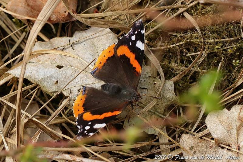 Nederweert, NL, 2017