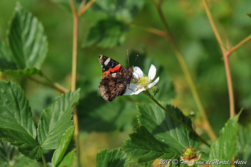 Nederweert, NL, 2017