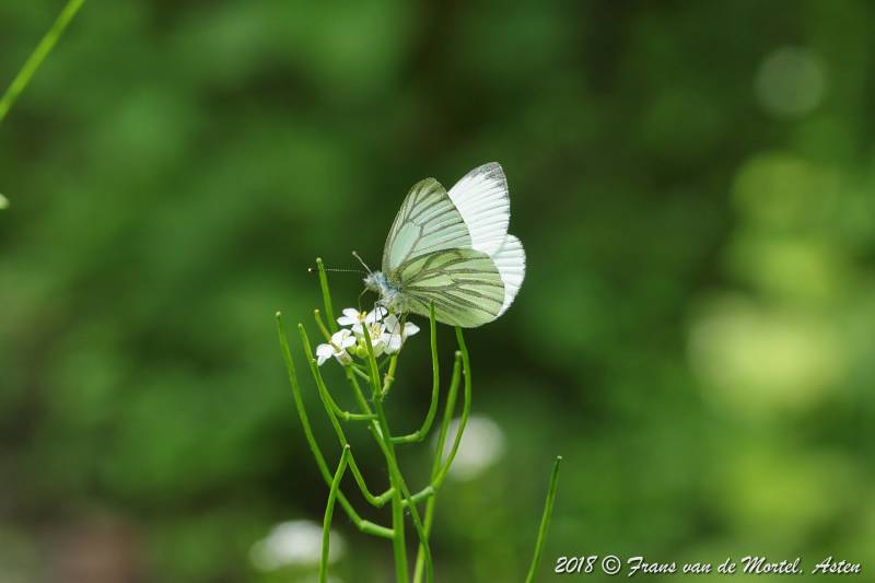 Maasmechelen, B, 2018