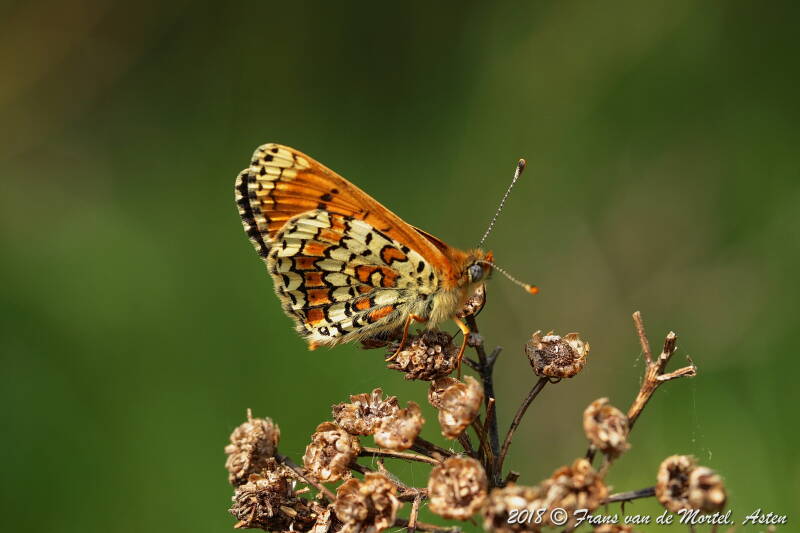 Maasmechelen, B, 2018