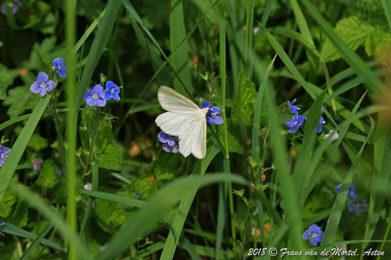  Maastricht, NL, 2018