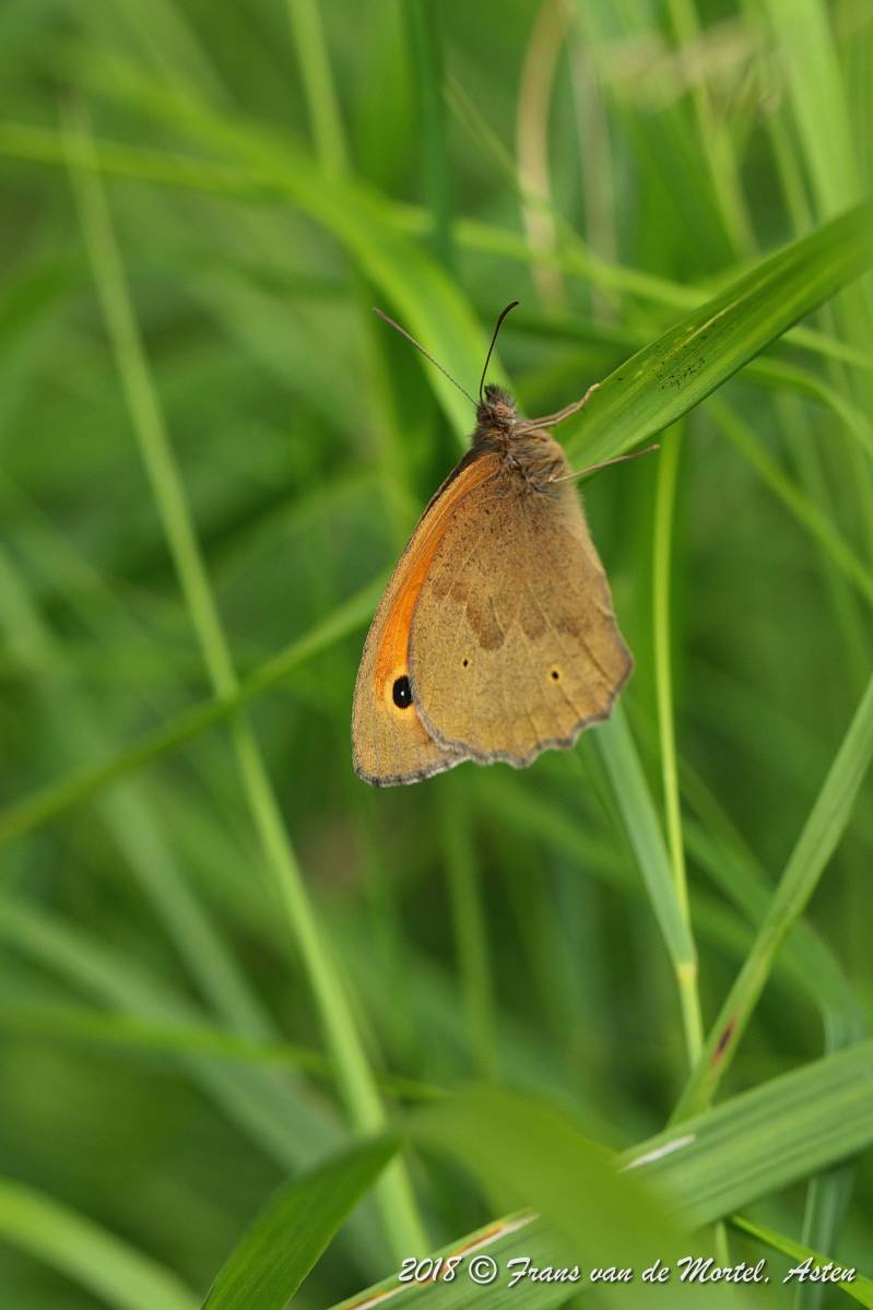 Nederweert, NL, 2018