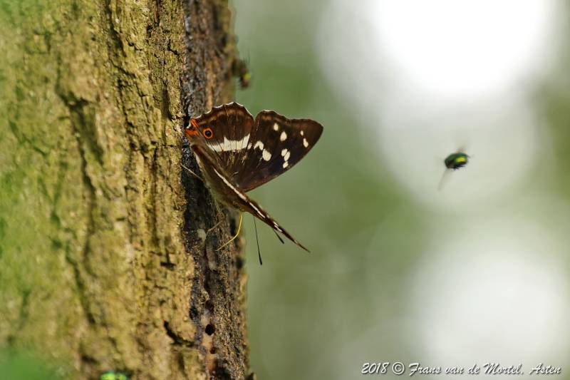 Nederweert, NL, 2018