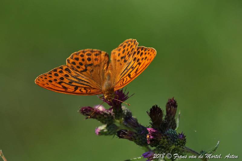 Winterswijk, NL, 2018