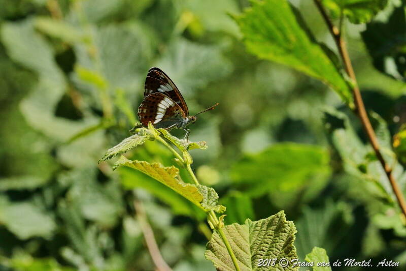 Winterswijk, NL, 2018