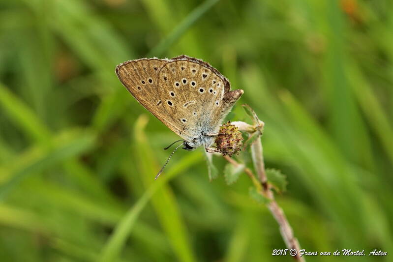 ’s Hertogenbosch, NL, 2018