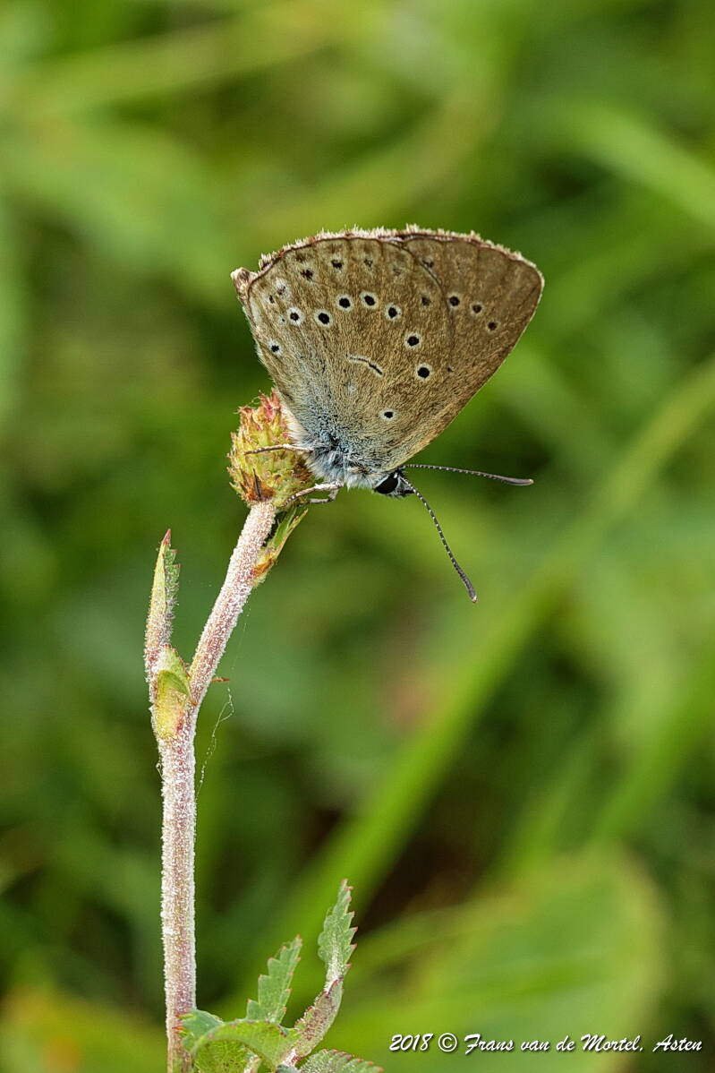 ’s Hertogenbosch, NL, 2018