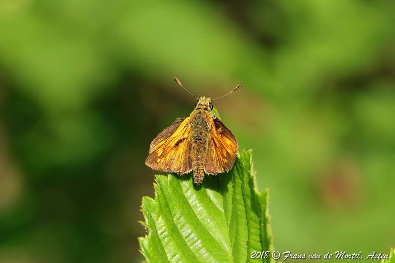 Nederweert, NL, 2018