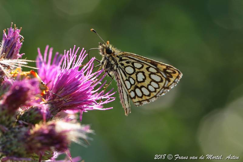 Nederweert, NL, 2018