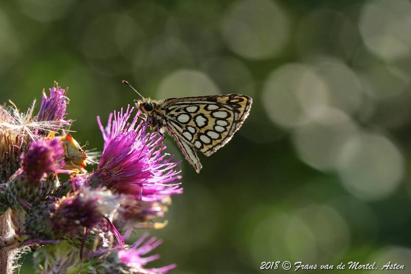 Nederweert, NL, 2018