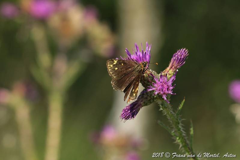 Nederweert, NL, 2018