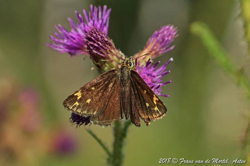 Nederweert, NL, 2018