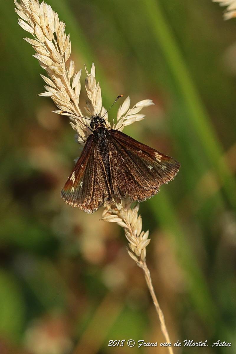 Nederweert, NL, 2018