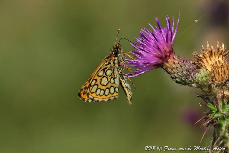 Nederweert, NL, 2018