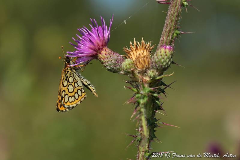 Nederweert, NL, 2018