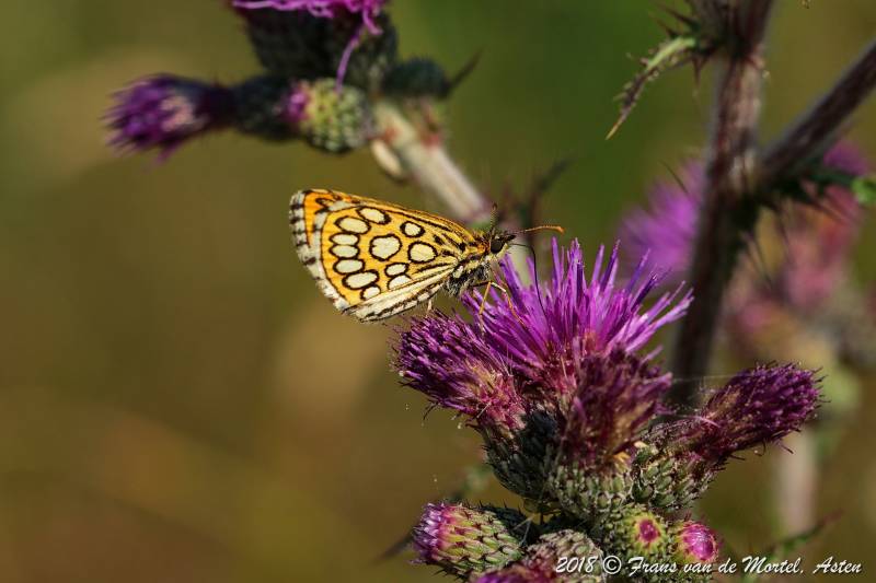 Nederweert, NL, 2018