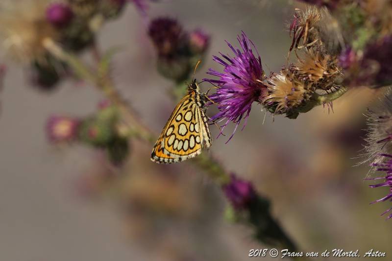 Nederweert, NL, 2018