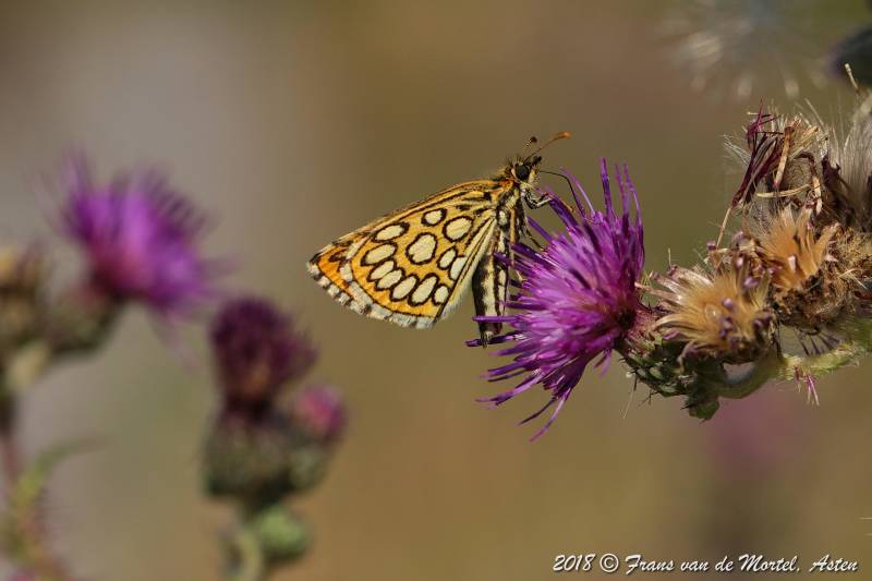 Nederweert, NL, 2018