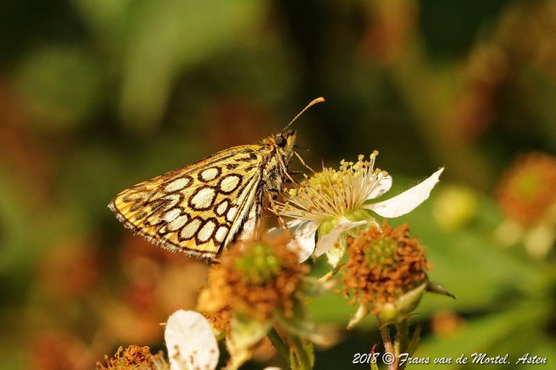 Nederweert, NL, 2018