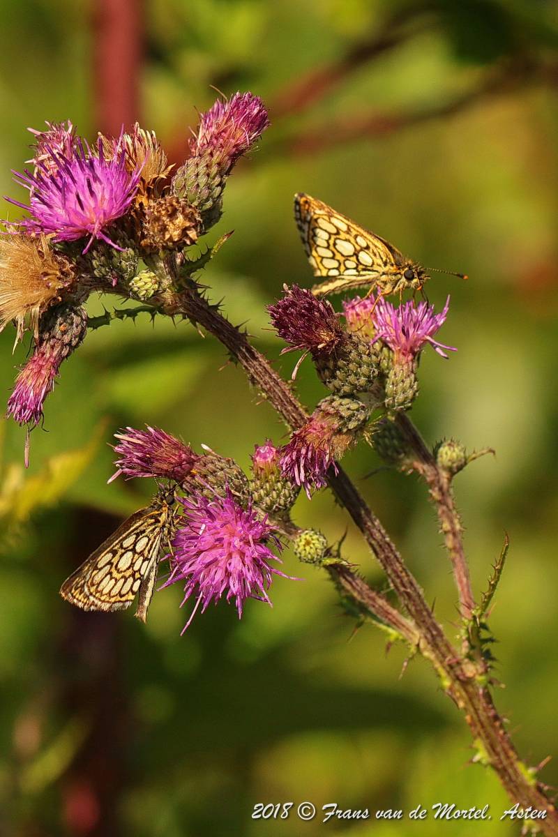 Nederweert, NL, 2018