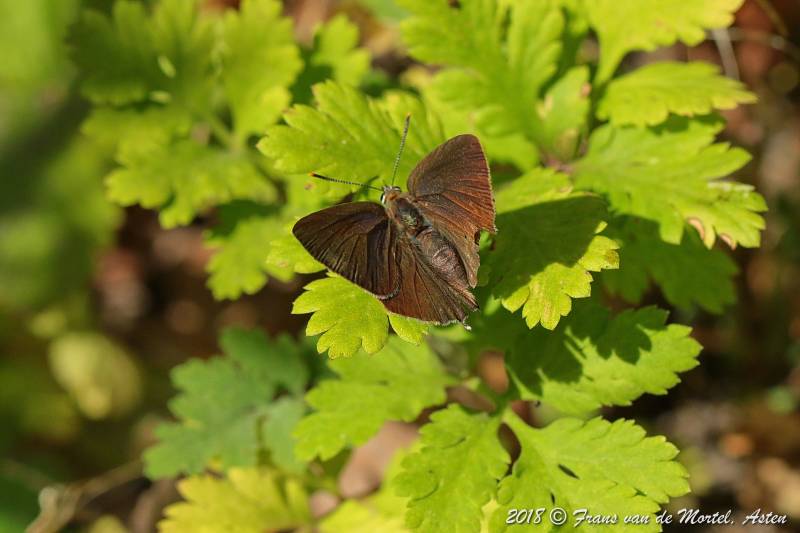Nederweert, NL, 2018