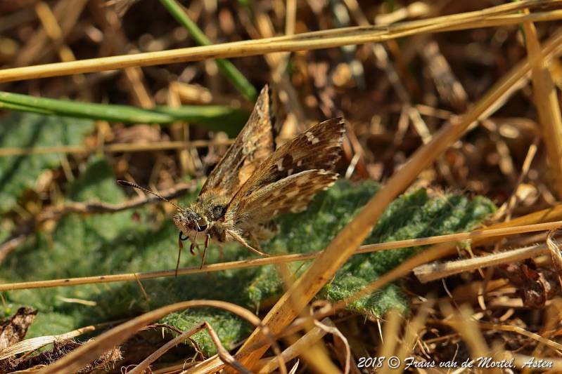Maastricht, NL, 2018