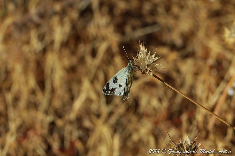 La Cala de Mijas, E, 2018