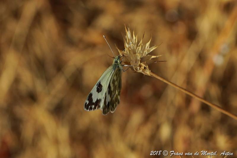 La Cala de Mijas, E, 2018