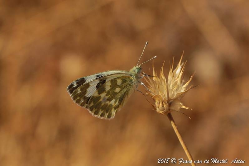 La Cala de Mijas, E, 2018