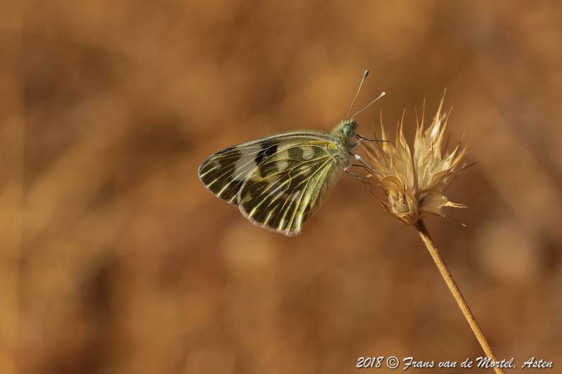 La Cala de Mijas, E, 2018