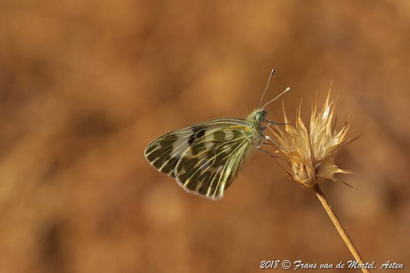 La Cala de Mijas, E, 2018