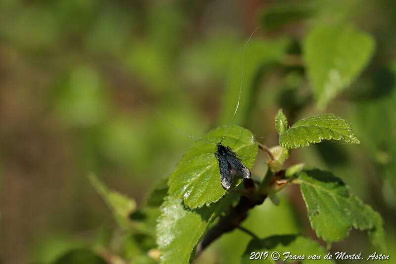  Nederweert, NL, 2019