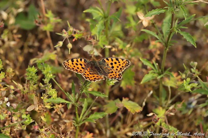 Nederweert, NL, 2019