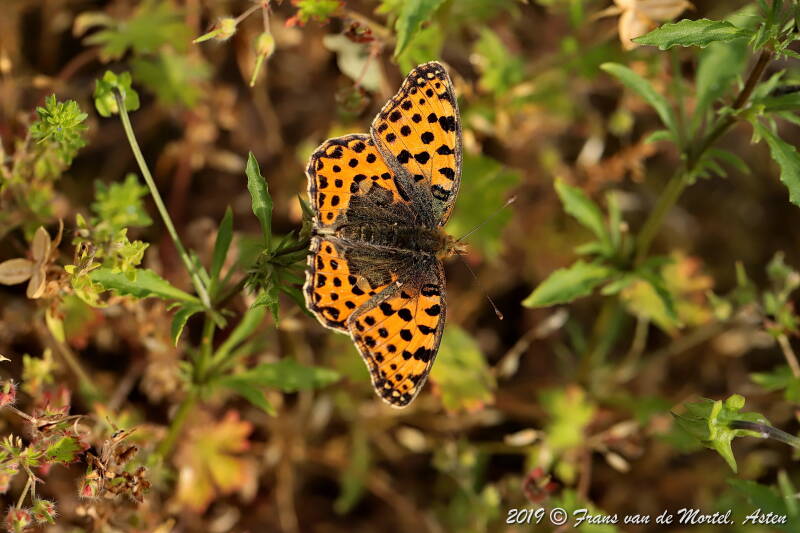 Nederweert, NL, 2019
