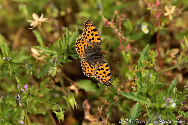 Nederweert, NL, 2019