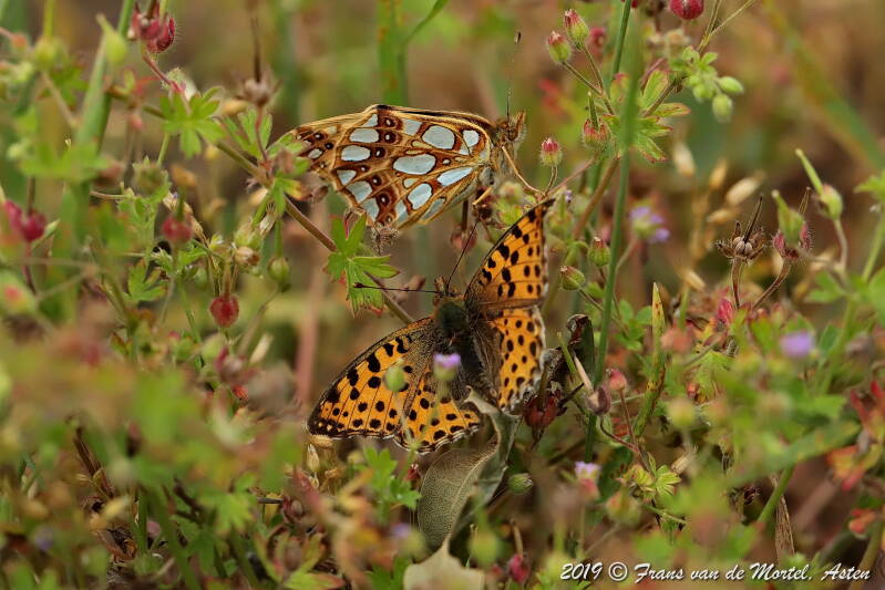 Nederweert, NL, 2019