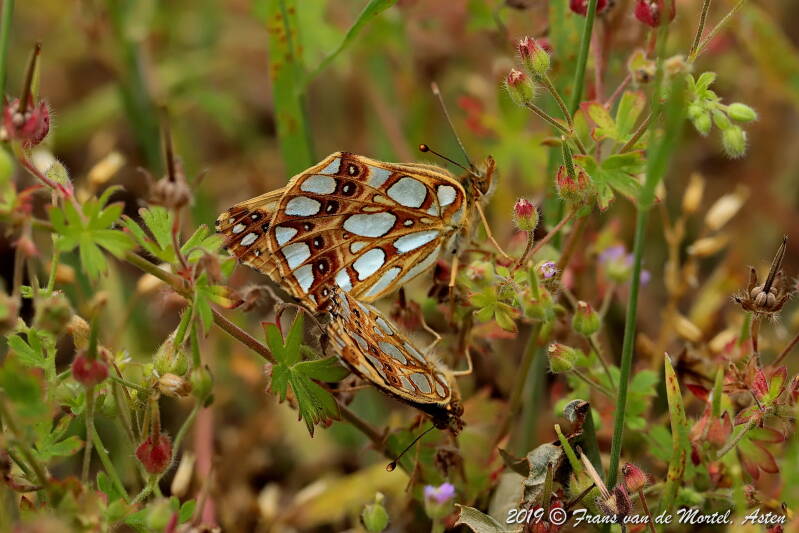 Nederweert, NL, 2019