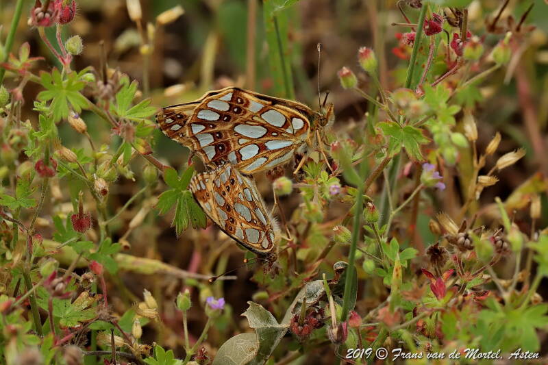 Nederweert, NL, 2019