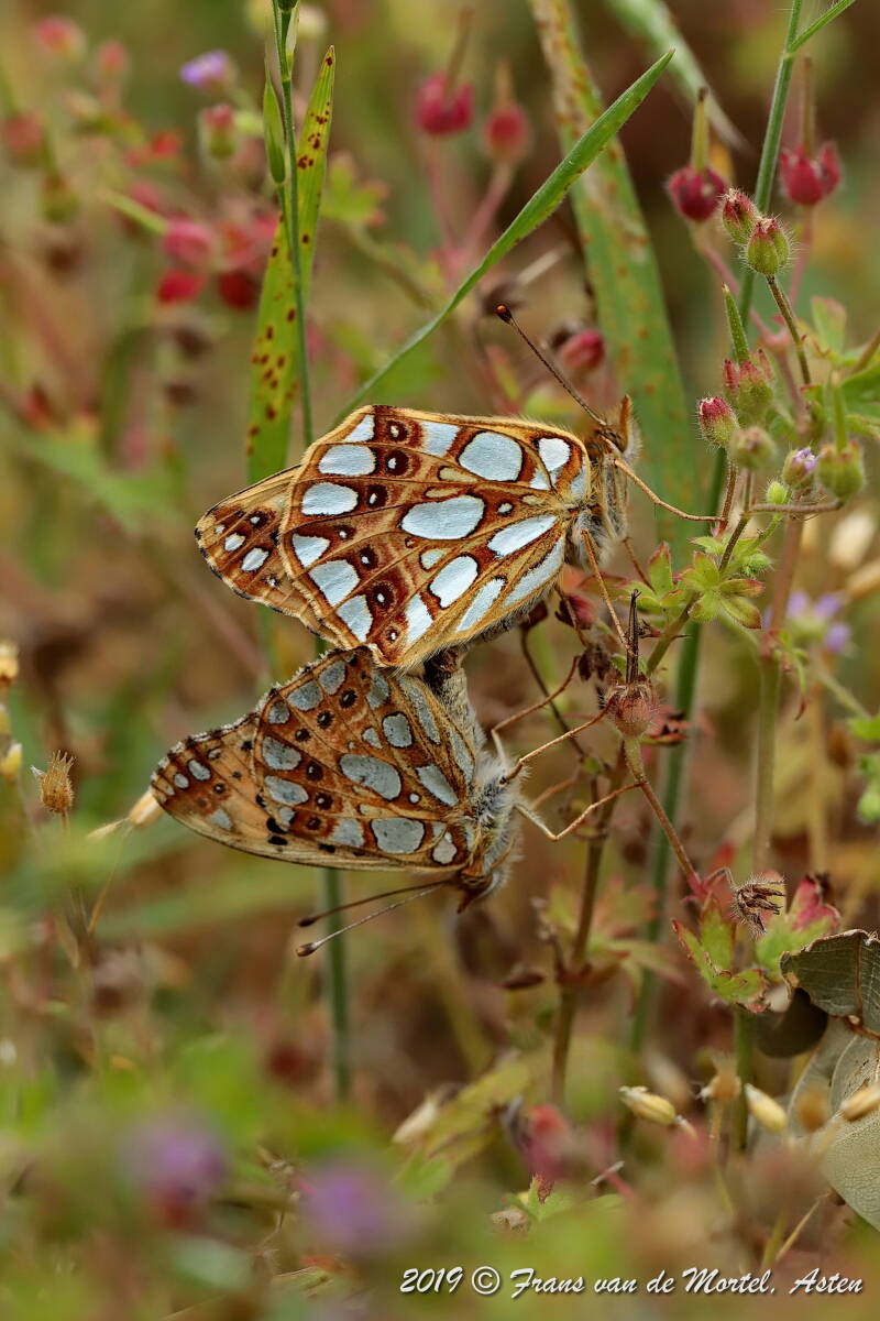 Nederweert, NL, 2019