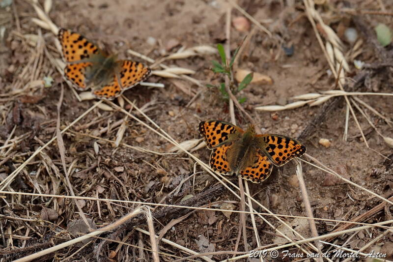 Nederweert, NL, 2019